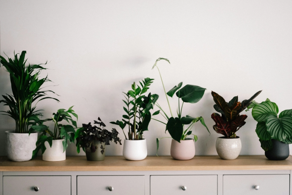 Plantas en macetas decorativas sobre un mueble, ideales para dar vida y personalidad a un departamento en renta.